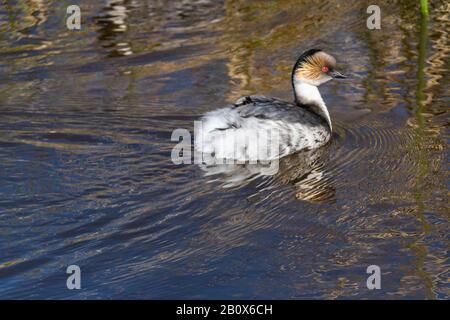 Silvery Greta, Podiceps Occipitalis, Nuoto Su Long Pond, Sea Lion Island, Isole Falkland, Oceano Atlantico Meridionale Foto Stock