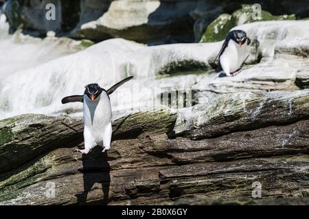 Pinguino del Rockhopper del sud, Eudyptes (crisosocome) crisosocome, saltando giù le scogliere al collo dell'isola di Saunders, Isole Falkland Foto Stock