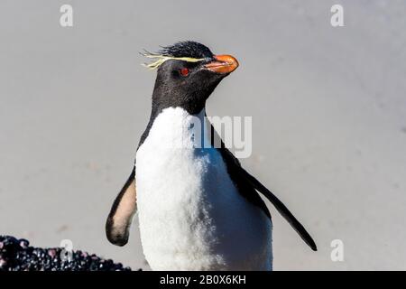 Ritratto di un simpatico pinguino del sud di Rockhopper, Eudyptes (crisocome) crisocome, al collo dell'isola di Saunders, Isole Falkland Foto Stock