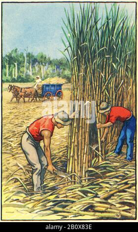 Illustrazione dei coltivatori di canna da zucchero del Queensland che raccolgono il loro raccolto, da una serie di poster scolastici utilizzati per gli studi sociali, c 1930 Foto Stock