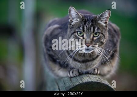 Getigerte graumelierte Hauskatze Foto Stock