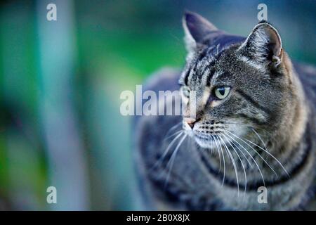 Getigerte graumelierte Hauskatze Foto Stock