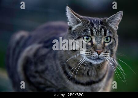 Getigerte graumelierte Hauskatze Foto Stock