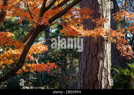 Dettaglio del colorato fogliame Autunnale, Giardino Kenroku-en, Kanazawa, Giappone Foto Stock