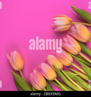 freschi tulipani colorati su sfondo rosa viola, con spazio per il tuo testo, vacanze primavera saluto concetto di biglietto Foto Stock