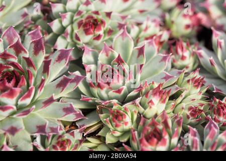 Sempervivum calcareum "ir William Lawrence" pianta succulenta. Foto Stock