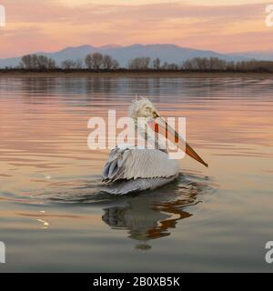 Pelican dalmata (Pelecanus crispus) nuotando e riflettuto nel Lago Kerkini, Grecia settentrionale al tramonto con le montagne sullo sfondo Foto Stock