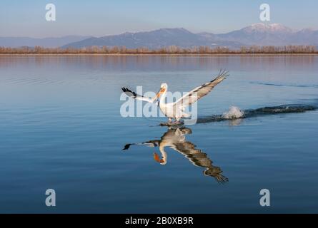 Pellicano dalmata (Pelecanus crispus) riflesso dentro e appena circa per atterrare sul lago Kerkini, Grecia settentrionale. Foto Stock