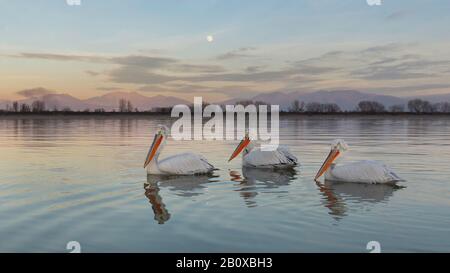 Tre Pelican dalmata (Pelecanus crispus) nuotare sul Lago Kerkini, Grecia settentrionale al tramonto con la luna nel cielo sopra le montagne. Foto Stock