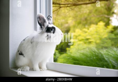 Un coniglio di razza mista Lionhead bianco e nero con occhi blu che si affaccia su una finestra Foto Stock