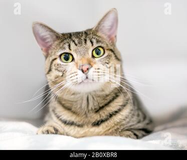 Un gatto marroni di shorthair domestico che riposa su una coperta Foto Stock