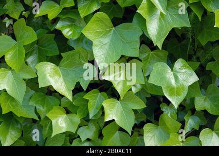 Verde brillante ivy background.Hedera Helix Foto Stock