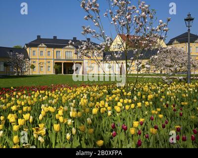 Orangerie con tulipani e magnolie in fiore, Gera, Turingia, Germania, Foto Stock