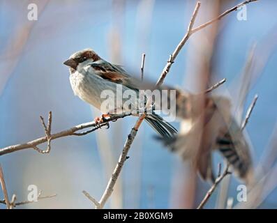 Una casa comune sparrow, Passer addomesticus, in un cespuglio lungo il fiume Deschutes in Oregon centrale nel mese di gennaio.