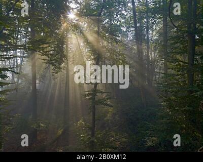 Raggi solari nella foresta di Bodenwerder, Weserbergland, Bassa Sassonia, Germania, Foto Stock