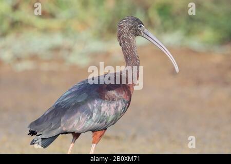 L'ibis è un uccello patinato della famiglia ibis Threskiornithidae. Foto Stock