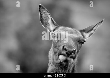 Femmina Elk Mucca, Gallatin National Forest Vicino A Gardiner, Montana. Foto Stock