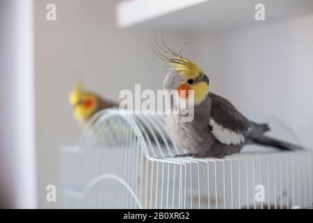 Galletto. Ritratto, carino e curioso giovane scarafaggio, primo piano. Foto Stock