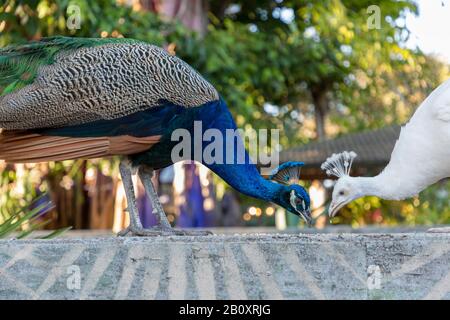 Maschio Peacock, e un bianco indiano Pafo (Afropelo, Pavo) a Everglades Wonder Garden, Bonita Springs, Florida, Stati Uniti Foto Stock