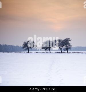 Alberi al confine del campo in inverno, Foto Stock