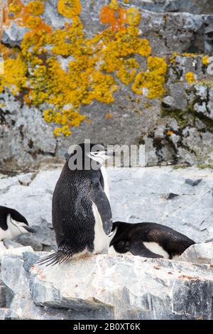 Pinguini di Cintrap; Pigoscelis antarcticus nidificazione al porto di Orne sulla costa di Danco, Graham Land, Antartide con rocce coperte di lichen. Foto Stock