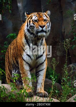 Tigre siberiana, tigre amuriana (Panthera tigris altaica), si erge su pietre e peering, vista frontale Foto Stock