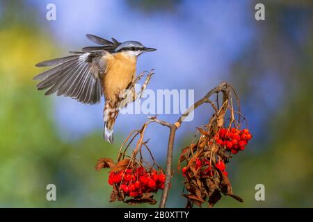 Eurasian Nuthatch (Sitta europaea), atterrando su un ramo di rowan Tree, Germania, Baden-Wuerttemberg Foto Stock