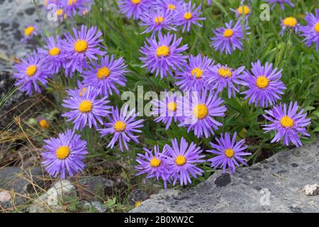 Aster boreale, alpine Aster (Aster alpinus), fioritura, Germania Foto Stock