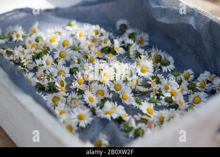 Margherita comune, margherita prato, margherita inglese (Bellis perennis), raccolta di margherita comune, Germania Foto Stock