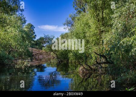 Foresta alluvionale nel Delta del Danubio, Romania, Delta del Danubio Foto Stock