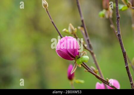 Piattino magnolia (Magnolia 'Black Tulip', Magnolia Black Tulip), cultivar Black Tulip Foto Stock