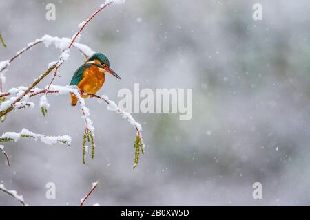 Fiume Martin pescatore (Alcedo atthis), femmina perching su un ramoscello innevato di un calvo-cipresso, Germania, Baden-Wuerttemberg Foto Stock