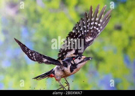 Grande picchio macchiato (Picoides Major, Dendrocopos Major), volante maschile, vista laterale, Germania Foto Stock