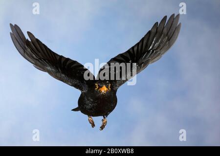 Blackbird (Turdus merula), uomo in volo, Germania Foto Stock