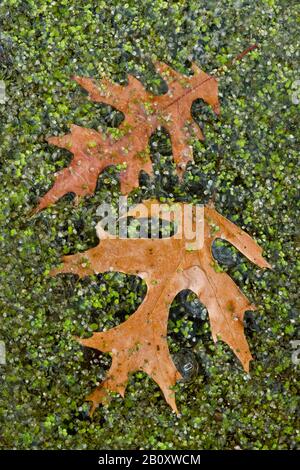 Pin foglie di quercia (Quercus palustris) congelate in stagno boscoso con Anduckweed (Lemna), e USA, di Skip Moody/Dembinsky Photo Assoc Foto Stock