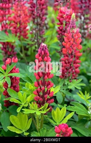 Lupino di foglia, lupino di foglia, lupino di giardino (Lupinus polyphyllus), fioritura, Olanda, Limburgo Foto Stock