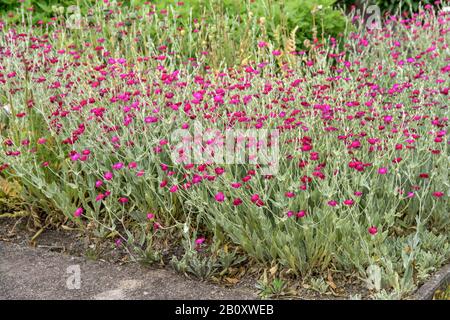 Rosa Campion, Rosa Corona, rosa Mullein, mugnaio Polveroso (coronaria Lychnis, coronaria Silene), fioritura, Svezia, laen Skane Foto Stock