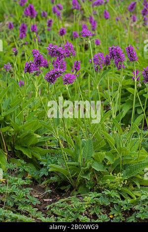 Betony, legno betony, Viola betony, Bishopwort (Betonica officinalis, Stachys officinalis), fioritura, Germania Foto Stock