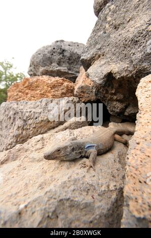 Tenero Canary Island Lizard (Gallotia galotti galotti), seduto su una roccia, Isole Canarie, Tenerife Foto Stock