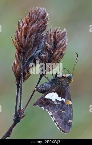 Farfalla Skipper con macchie d'argento, (Epargyreus clarus) riposante sulla vegetazione, e USA, di Skip Moody/Dembinsky Photo Assoc Foto Stock