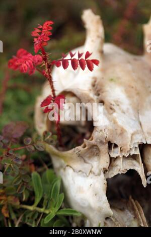 Capriolo (Capreolo capreolo), pianta di albero che cresce nel cranio di un cervo di Roe, Paesi Bassi Foto Stock