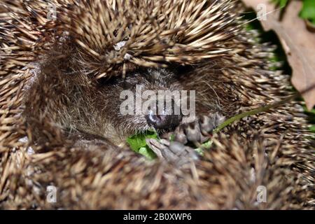 Riccio occidentale, riccio europeo (Erinaceus europaeus), arrotolato, ritratto, Polonia Foto Stock