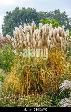 Miscanto, Zebra erba, erba di Tiger (Miscanthus sinensis 'Malepartus', Miscanthus sinensis Malepartus), cultivar Malepartus Foto Stock