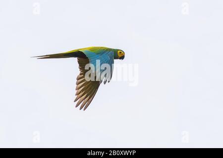 Macaw rosso-belled (Orthopsittaca manilatus), in volo, vista laterale, Trinidad e Tobago, Trinidad Foto Stock