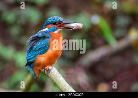 Fiume Martin pescatore (Alcedo atthis), maschio perching su un ramo con un pesce nella fattura, Germania, Baden-Wuerttemberg Foto Stock