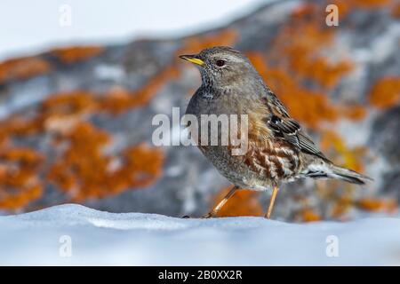 Accentor alpino (Prunella collaris), seduto sulla neve, Svizzera Foto Stock