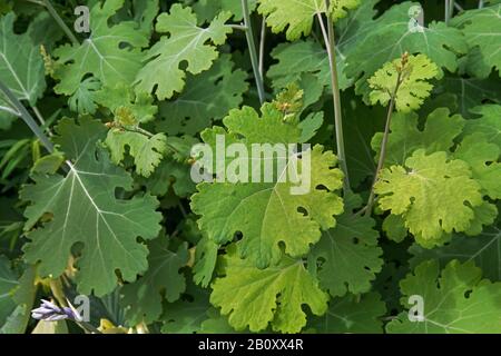 Papavero di pennacchio (Macleaya Microcarpa 'Kelway's Coral Plume', Macleaya Microcarpa Kelway's Coral Plume), foglie di cultivar Kelway's Coral Plume, Svezia Foto Stock