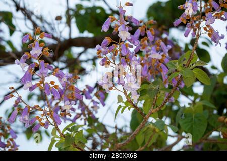 Empress Tree, Princess Tree, Foxglove Tree (Paulownia tomentosa, Paulownia imperialis), fioritura, Germania Foto Stock