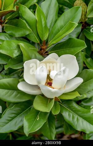 Magnolia meridionale, Bull Ray, Evergreen Magnolia (Magnolia grandiflora 'Baby Grand', Magnolia grandiflora Baby Grand), fiore della cultivar Baby Grand, Francia Foto Stock