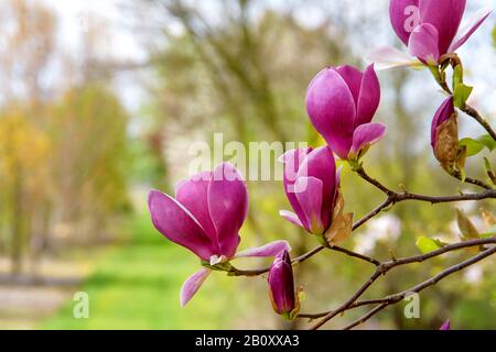 Piattino magnolia (Magnolia x Soulangiana 'Lennei', Magnolia x Soulangiana Lennei, Magnolia Soulangiana, Magnolia x Soulangeana, Magnolia Soulangeana), cultivar Lennei Foto Stock